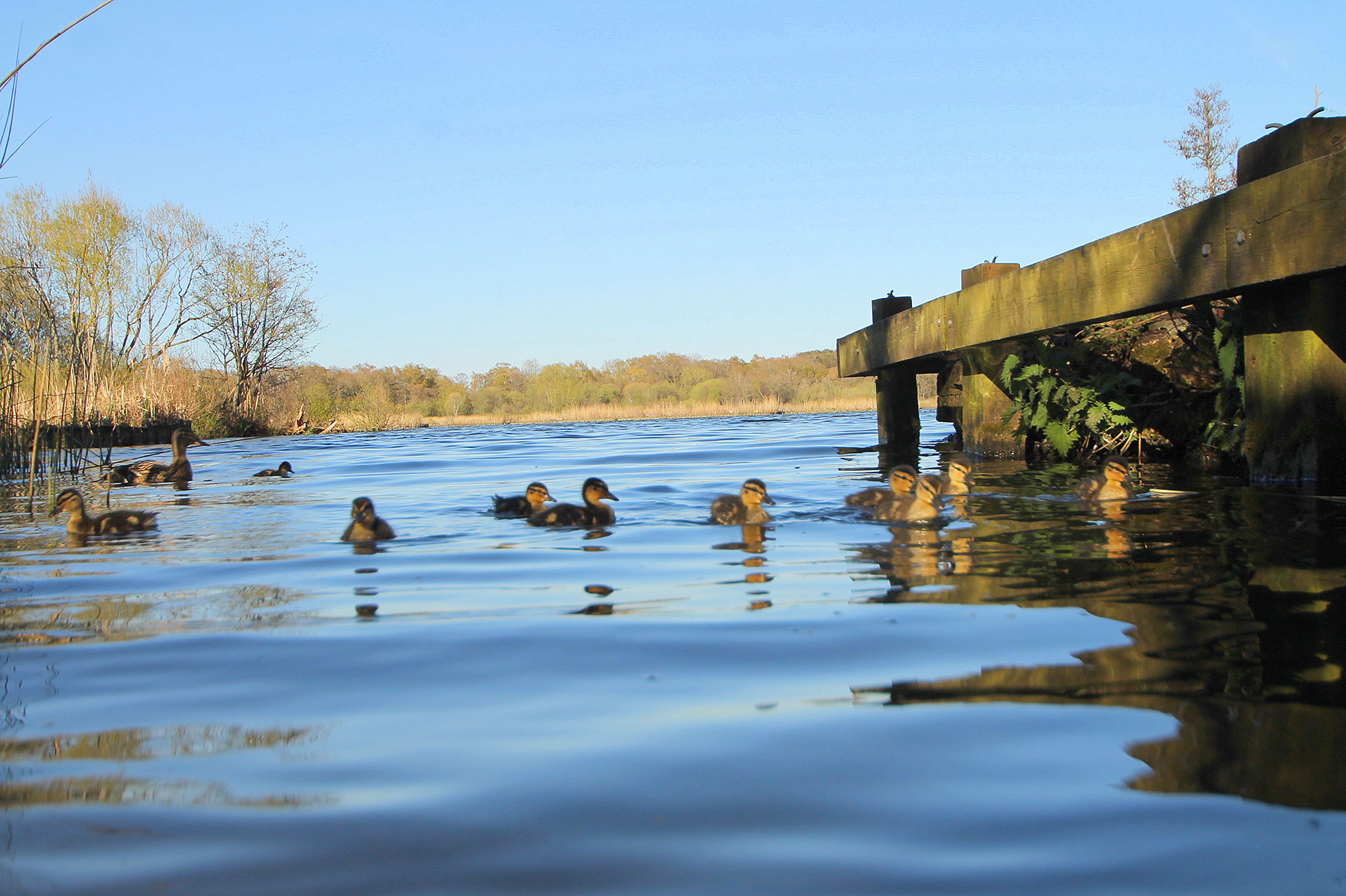 Duchess Court Fleet Imagery - Wildlife